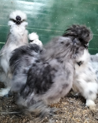 Moroseta linea silkie