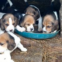 Cuccioli di beagle