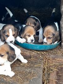 Cuccioli di beagle