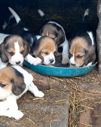 Cuccioli di beagle