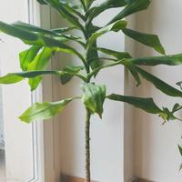 Dracaena fragrans (tronchetto della felicità)