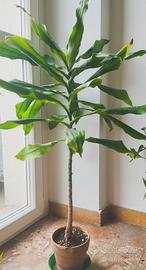 Dracaena fragrans (tronchetto della felicità)