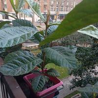 Pianta di nespolo, altezza cm 60, in vaso rotondo