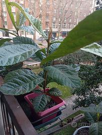 Pianta di nespolo, altezza cm 60, in vaso rotondo