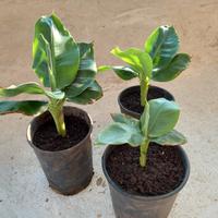 Pianta Banana Nana per Veranda Balcone Patio