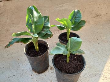 Pianta Banana Nana per Veranda Balcone Patio