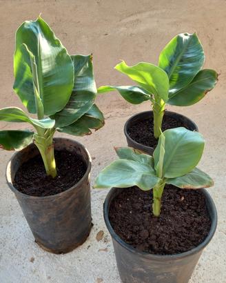 Pianta Banana Nana per Veranda Balcone Patio