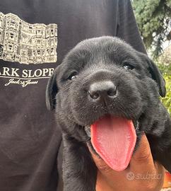 Labrador