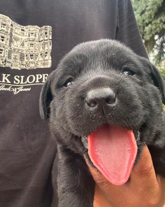Labrador