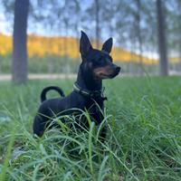 Pinscher maschio per accoppiamento