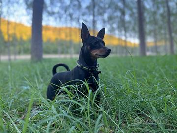 Pinscher maschio per accoppiamento