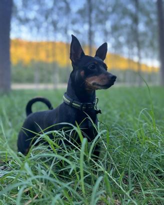 Pinscher maschio per accoppiamento