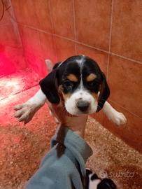 Cuccioli Beagle tricolore