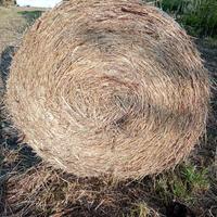 Balloni di fieno annata 2025