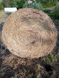 Balloni di fieno annata 2025