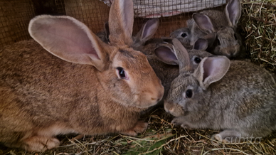 Coniglie gravide