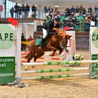 Pony anno 2010