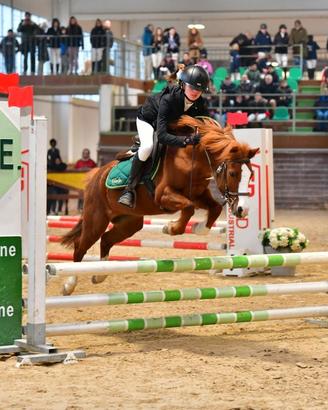 Pony anno 2010