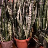 Varie piante di sanseveria