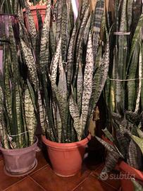 Varie piante di sanseveria