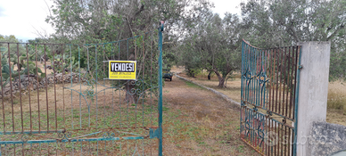 Terreno agricolo Uliveto