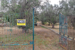 Terreno agricolo Uliveto