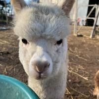 Alpaca maschio
