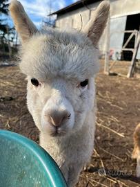 Alpaca maschio