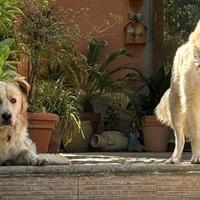 2 cani incrocio pastore maremmano
