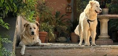2 cani incrocio pastore maremmano