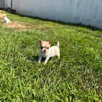 Cucciolo Chiuhuahua
