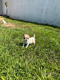 Cucciolo Chiuhuahua
