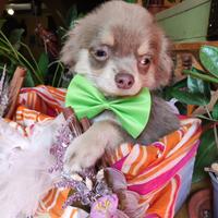 Chihuahua nano pelo lungo lilac tan