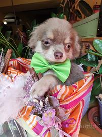 Chihuahua nano pelo lungo lilac tan