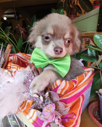 Chihuahua nano pelo lungo lilac tan