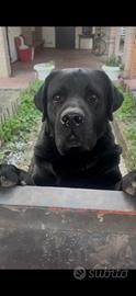 Labrador Locky