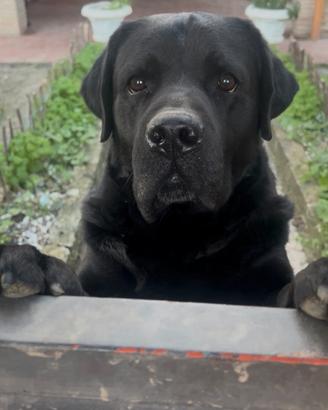 Labrador Locky