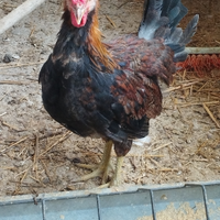 Galletti di coronata siciliana