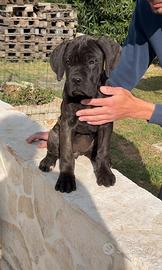 Cucciola di cane corso