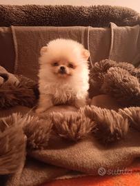 Maschietto di Pomerania