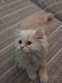 Gattino persiano