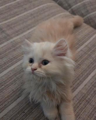 Gattino persiano