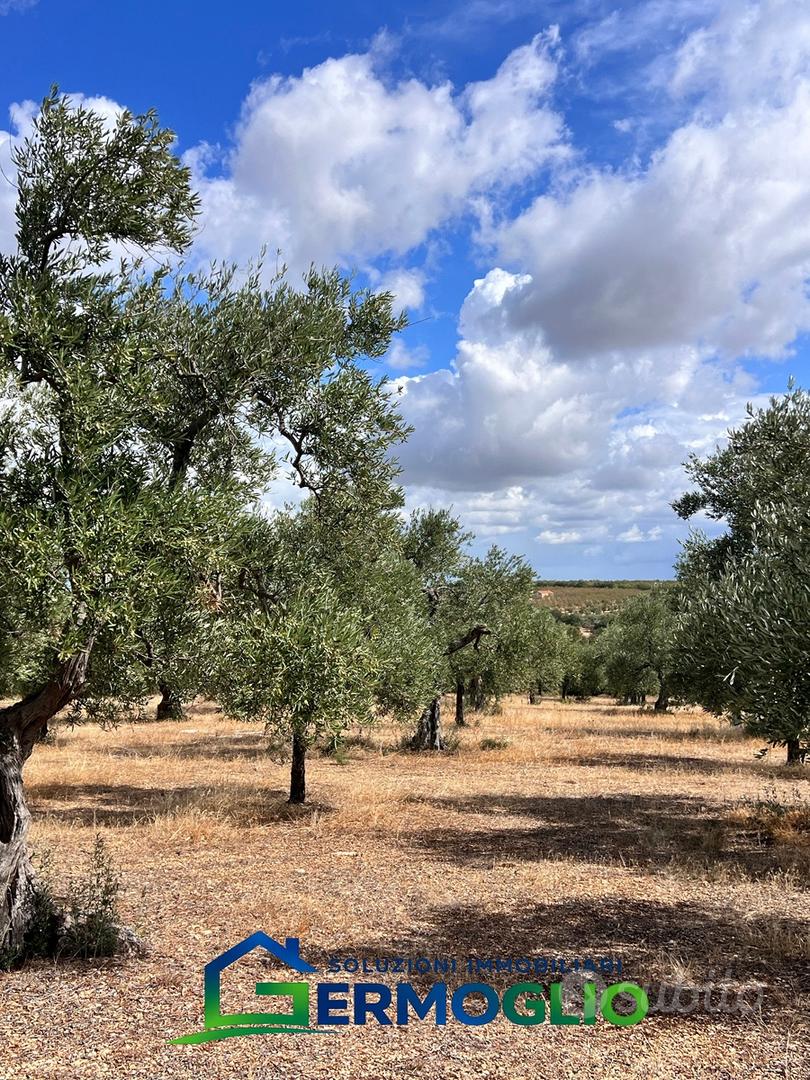 Terreno Uliveto Ruvo di Puglia - Vista 3