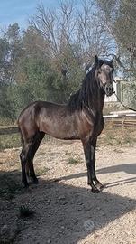 Cavallo