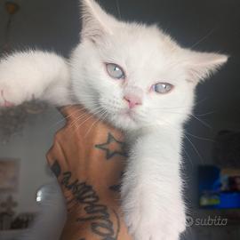 Cucciolo british shorthair