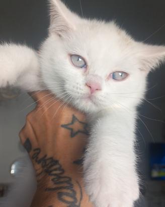 Cucciolo british shorthair