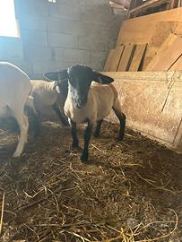 Montone suffolk 4 Sto arrivando