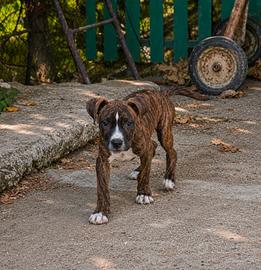 Pitbull 