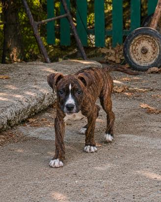 Pitbull 