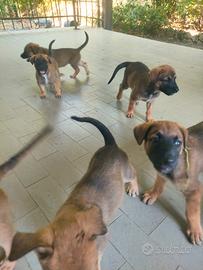 Cuccioli cane incrocio pastore belga malinois